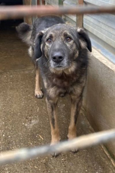 Der braun-schwarze Rüde Eddie schaut in die Kamera.