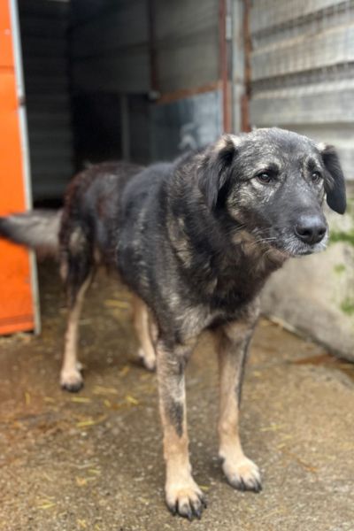 Der braun-schwarze Rüde Eddie schaut in die Kamera.