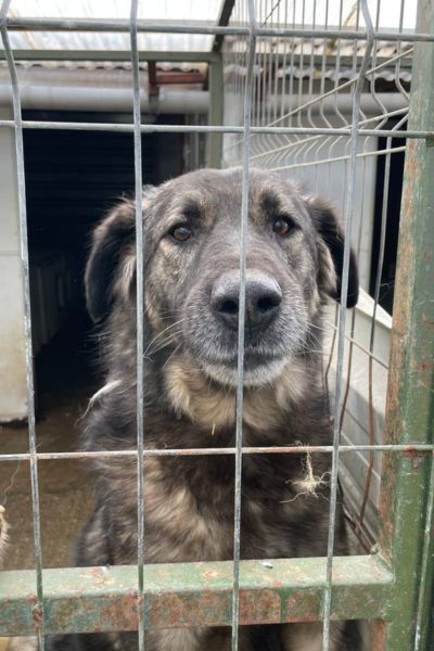 Der braun-schwarze Rüde Eddie schaut in die Kamera.