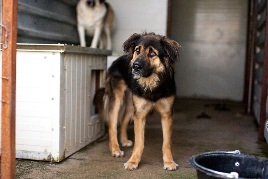 Koda steht in seinem shelter und schaut traurig in die Kamera
