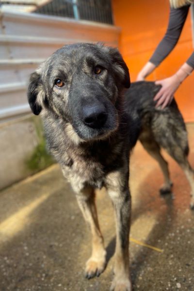 Der braun-schwarze Rüde Eddie schaut in die Kamera.