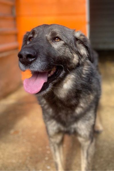 Der braun-schwarze Rüde Eddie schaut in die Kamera.