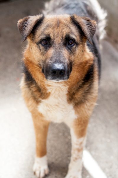 Flenni schaut in die Kamera