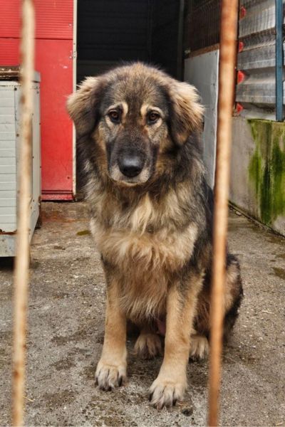 Hündin blickt durch ein Zwingergitter in die Kamera.