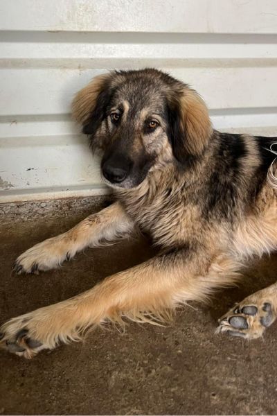 Hündin Shelly liegt in ihrem Zwinger und schaut nach oben in die Kamera.