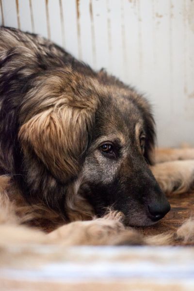 Hündin legt den Kopf traurig auf ihren Vorderpfoten ab.