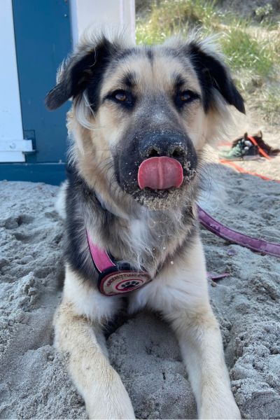 Suki hat Spaß im Sand.