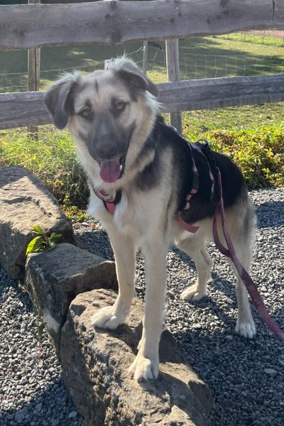 Supi steht und schaut neugierig in die Kamera.