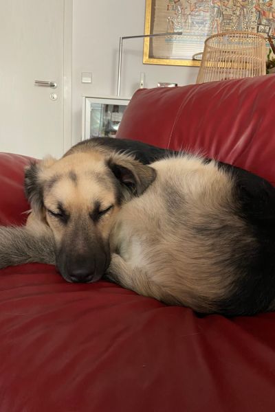 Suki liegt eingekuschelt auf dem Sofa.