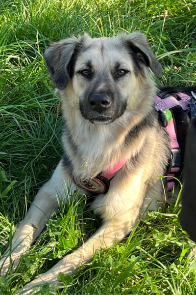 Supi liegt im Gras und schaut aufmerksam.