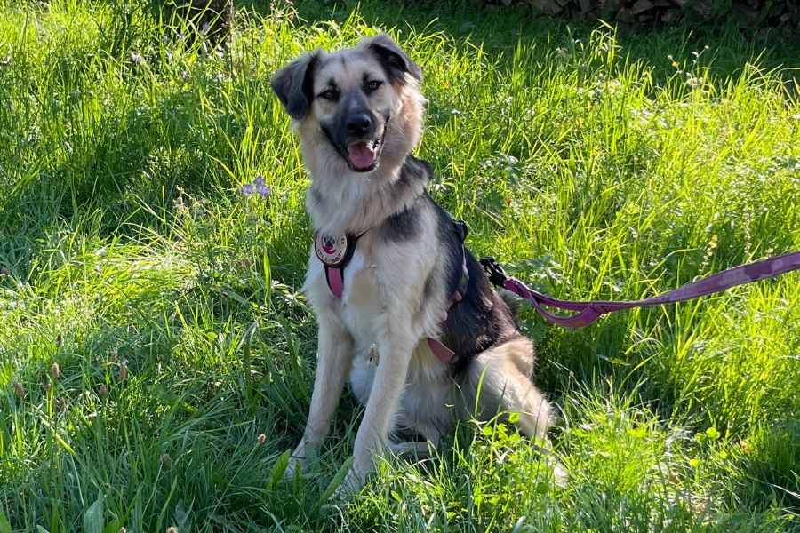 Supi sitzt im Gras und schaut in die Kamera.