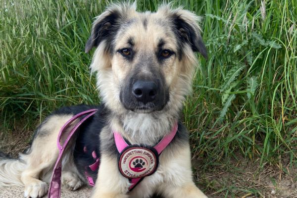 Suki liegt im Gras und schaut aufmerksam.