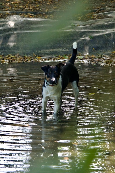 Pepe steht mit gespitztem Schwanz und Ohren in einem Teich. Er schaut direkt in die Kamera. Die Blätter vom Wald sind unscharf im Vordergrund.