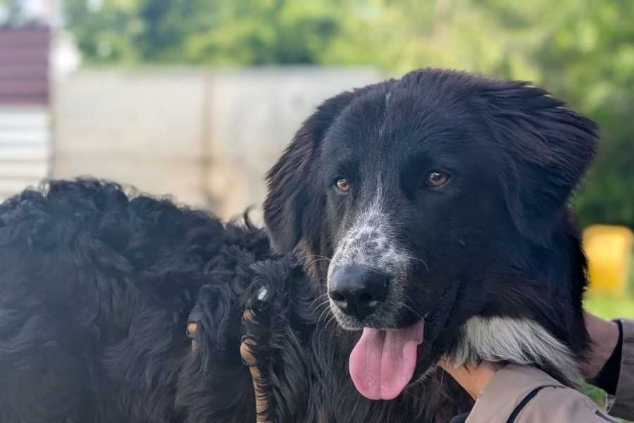 Hund mit schwarzem Fell streckt die Zunge aus.