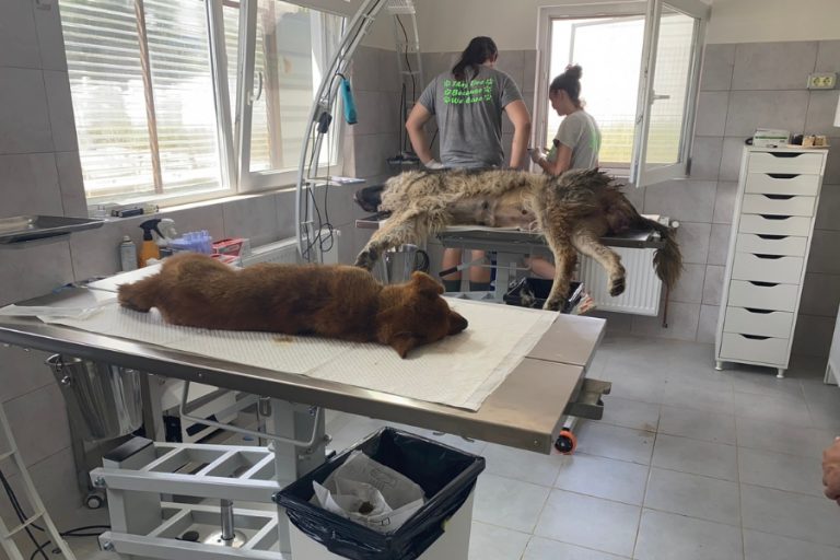 Hund liegt zur Kastration bereit.