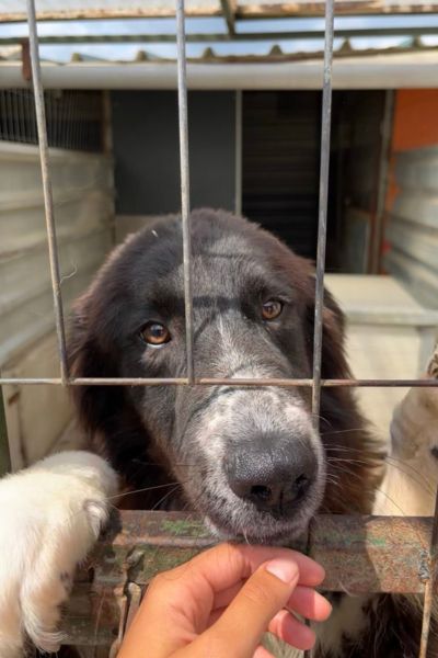 Thursday ist ein wunderschöner schwarz-weißer Rüde.