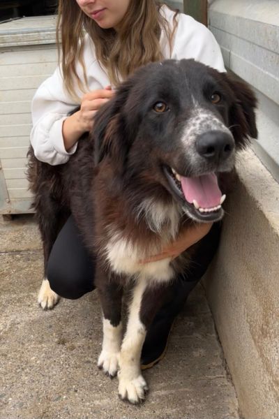 Thursday ist ein wunderschöner schwarz-weißer Rüde.