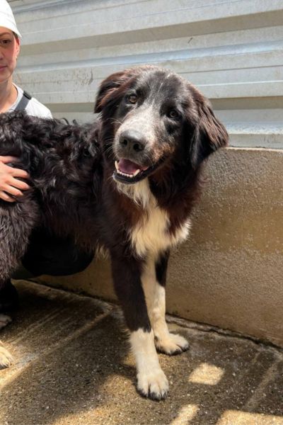 Thursday ist ein wunderschöner schwarz-weißer Rüde.