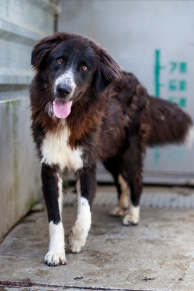 Thursday ist ein wunderschöner schwarz-weißer Rüde.