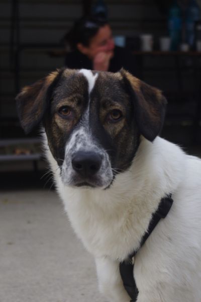 Hund sieht in die Kamera