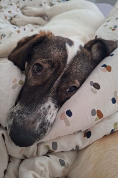 Hund liegt im Bett.