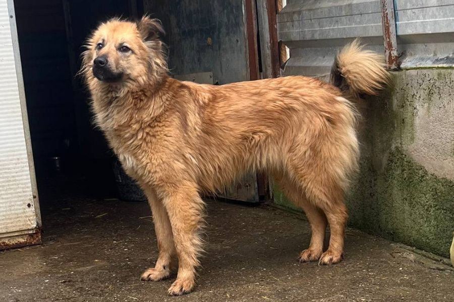 Hund steht in seinem Zwinger