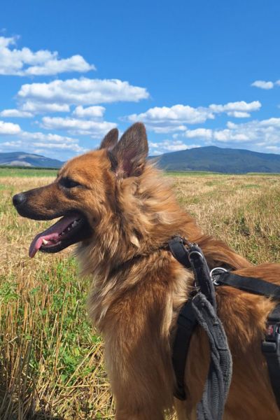 Lupo geht auf dem Feld Gassi und schaut in die Ferne