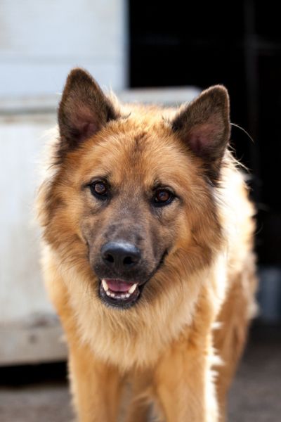 Ein Portrait des hübschen Rüden Lupo