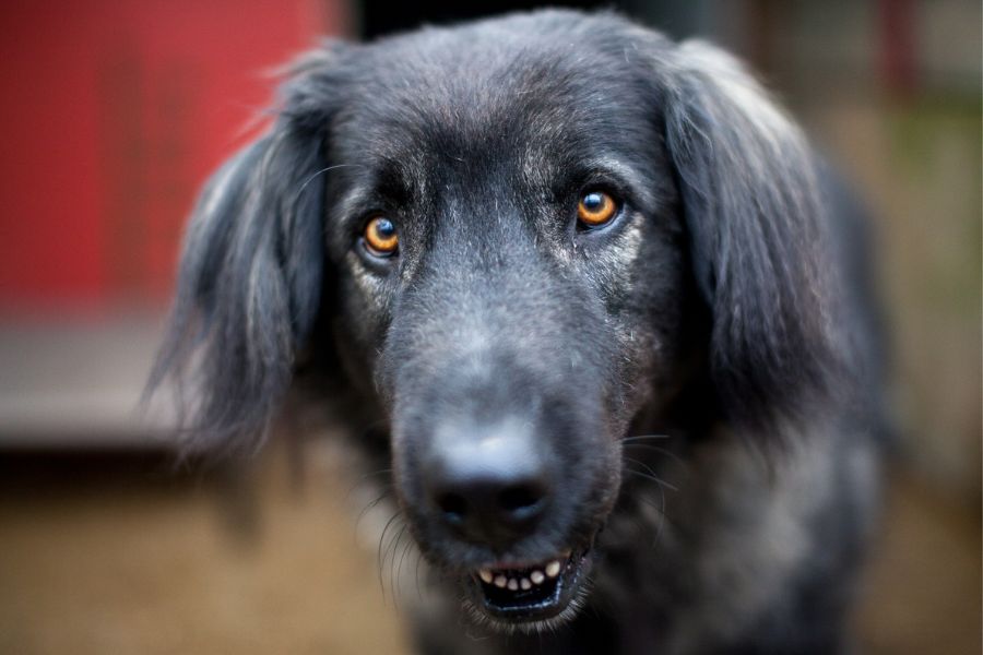 Rüde Archie blickt mit seinen intensiven braunen Augen in die Kamera