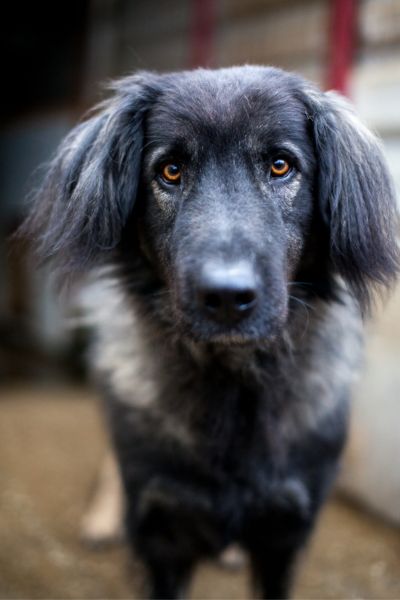 Schwarz-grauer Hüteschutzhund Archie schaut in die Kamera
