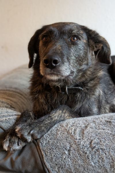 Dina liegt und schaut in Richtung Kamera.