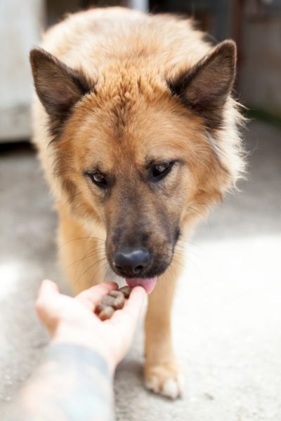 Lupo schnüffelt an der Hand.