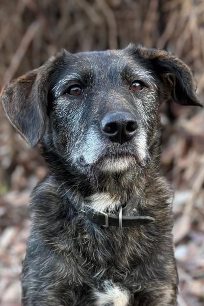 Hündin Dina sitzt und schaut neugierig in die ferne.