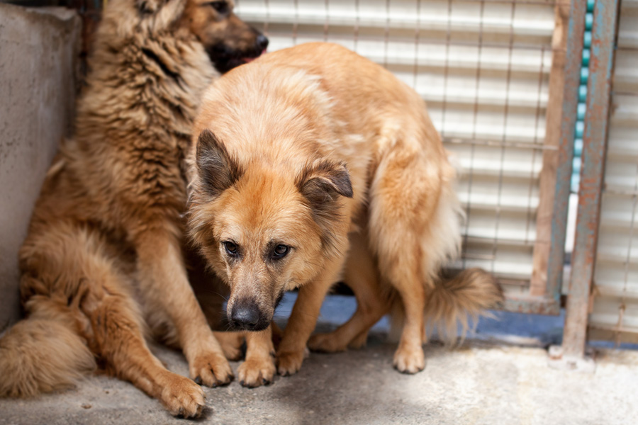 Otsoa steht gebückt im Shelter und schaut in die Kamera