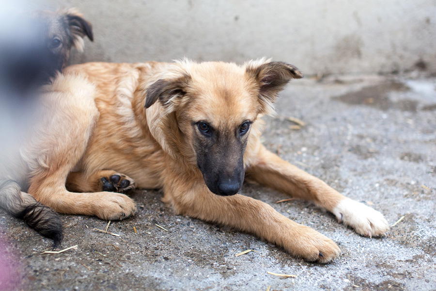 Wolf als Welpe im Shelter