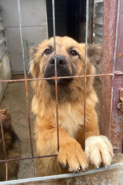 Rüde Wolf hinter Gitter