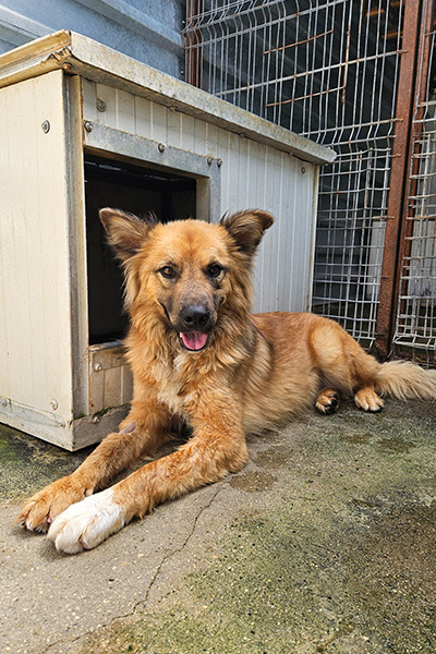 Rüde Wolf liegt vor seiner Hütte