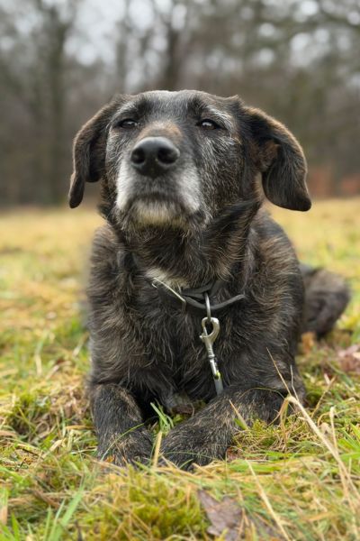 Hündin Dina liegt im Gras.