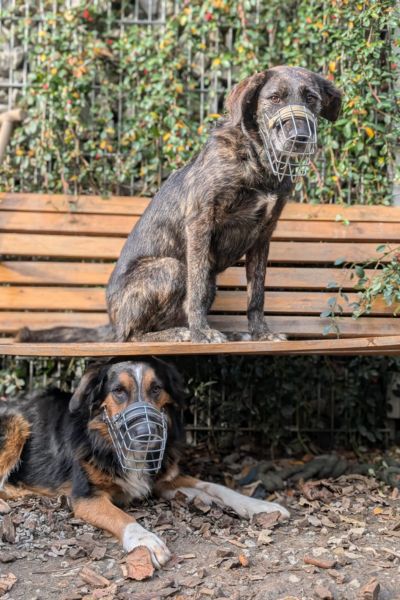 Dina sitzt auf einer Bank und trägt einen Maulkorb.