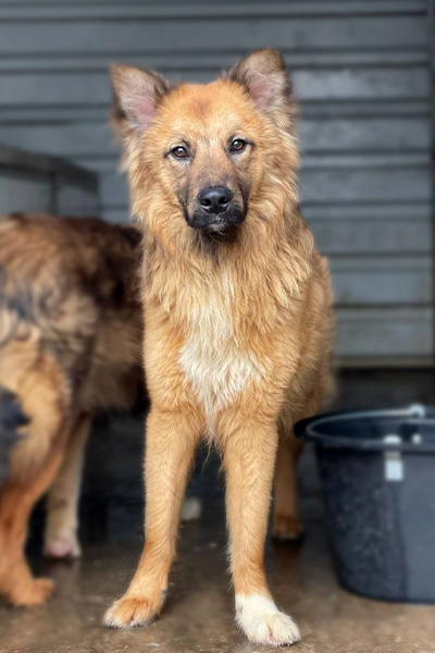 Rüde Wolf schaut in die Kamera