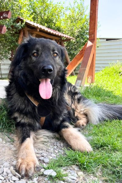 Schwarz-grauer Herdenschutzhund Archie schaut in die Kamera