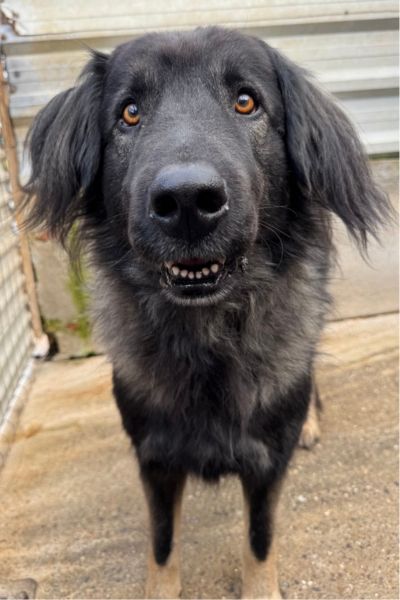 Schwarz-grauer Herdenschutzhund Archie schaut in die Kamera