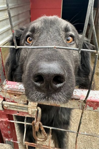 Schwarz-grauer Herdenschutzhund Archie schaut in die Kamera