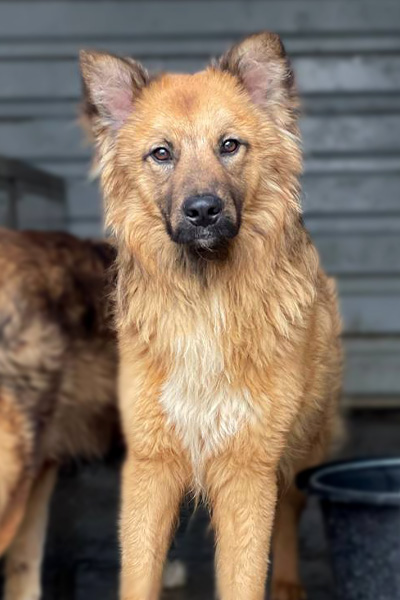 Wolf schaut in die Kamera