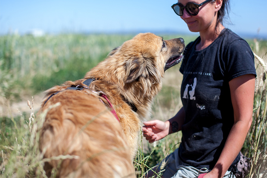 Wolf auf dem Spaziergang mit der Pflegerin