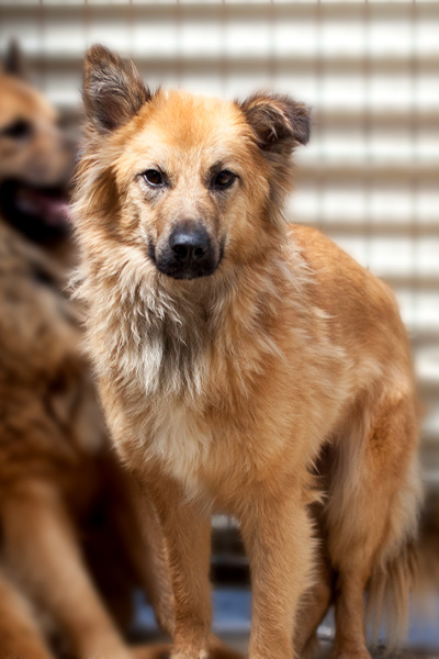 Otsoa in seinem Shelter schaut in die Kamera