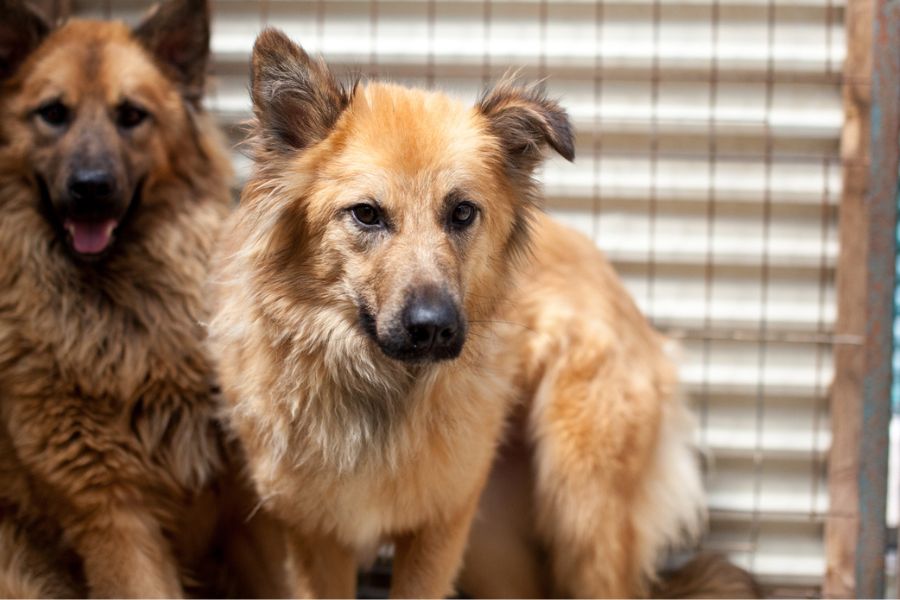 Hellbrauner Hund steht und schaut in die Kamera.