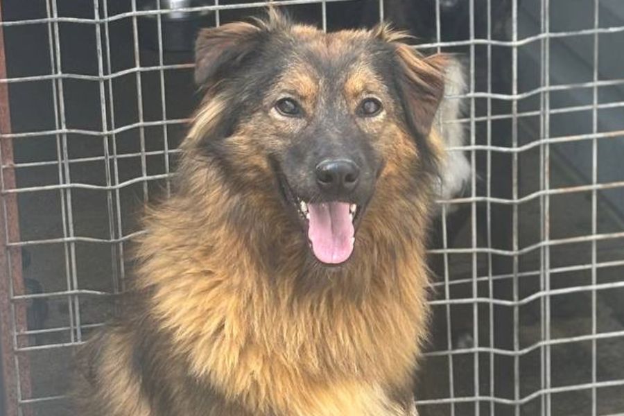 Hellbraun, braun gestreifter Hund sitzt und schaut in die Kamera.