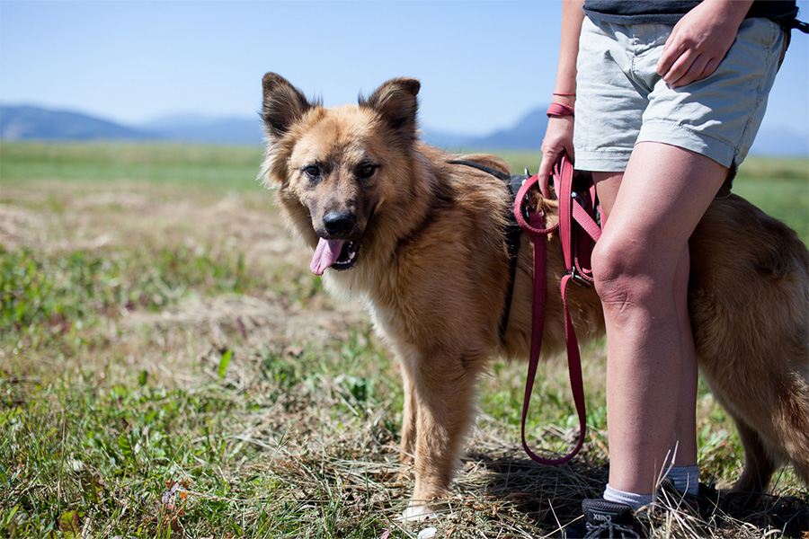 Wolf auf dem Spaziergang mit der Pflegerin