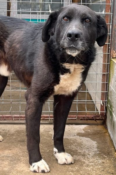 Kibito schaut in die Kamera